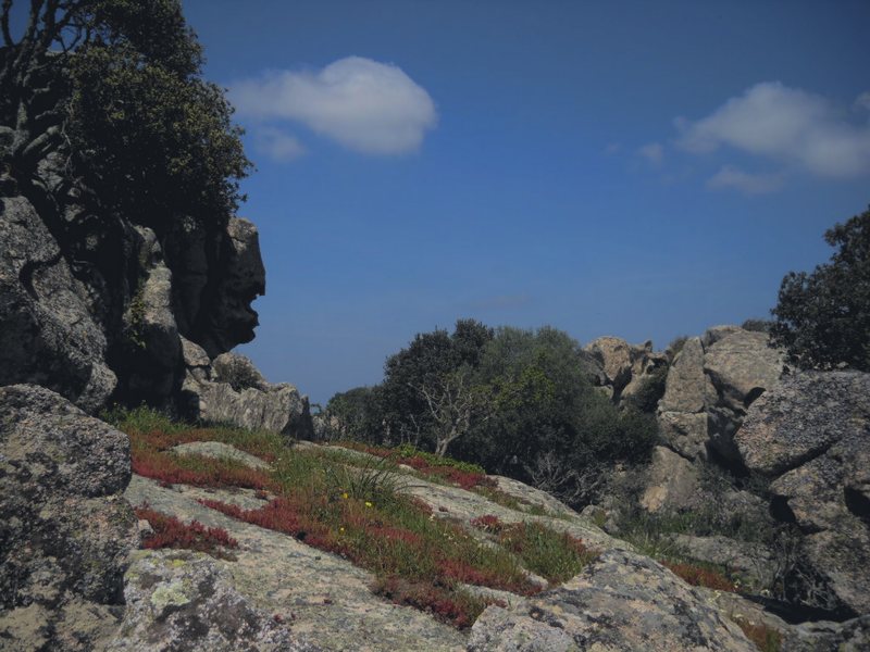 Lucertole del Bedriaga....tra i graniti della Gallura